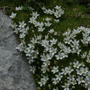 Minuartia stellata